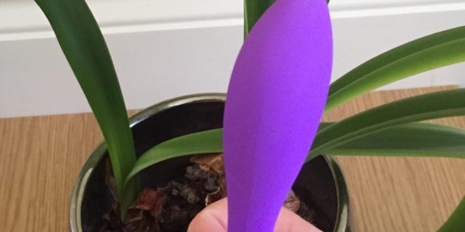purple Leaf Vitality+ vibrator with Amaryllis plant in background