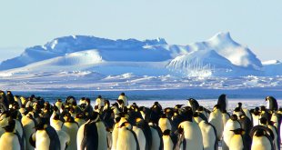 group of penguins on ice